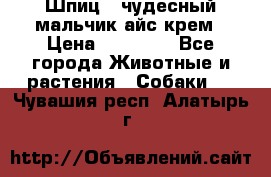 Шпиц - чудесный мальчик айс-крем › Цена ­ 20 000 - Все города Животные и растения » Собаки   . Чувашия респ.,Алатырь г.